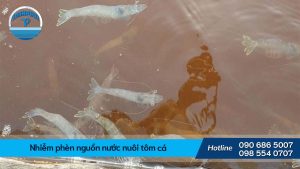Nhiễm phèn nguồn nước nuôi tôm cá. Hậu quả và cách xử lý
