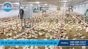 Xử Lý Nước Nhiểm Phèn Và Tạp Chất Cho Trang Trại Nuôi Gà