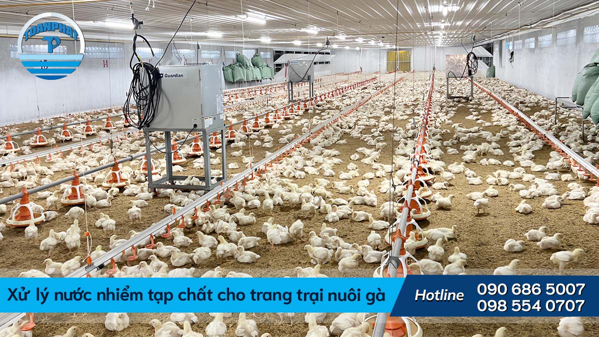 Xử Lý Nước Nhiểm Phèn Và Tạp Chất Cho Trang Trại Nuôi Gà