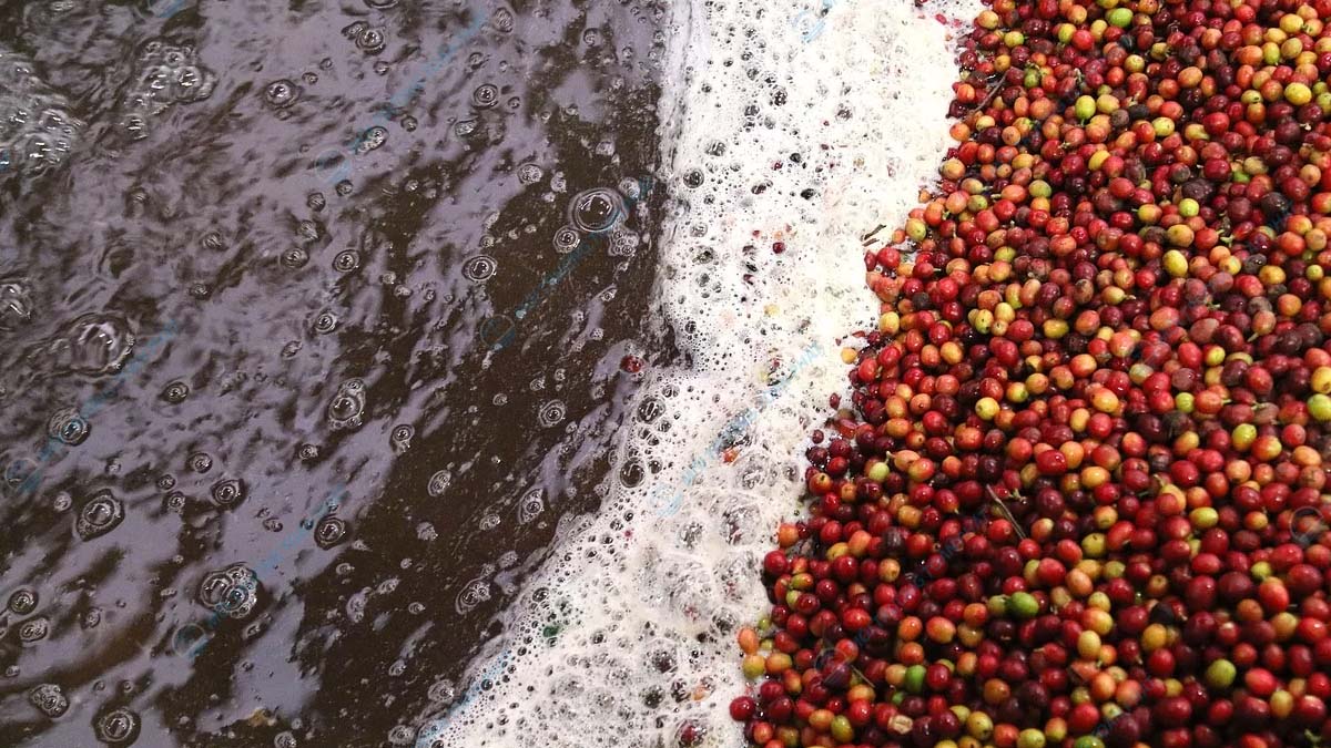 Xử lý nước thải chế biến cà phê: Phương pháp và lợi ích Lợi ích của việc xử lý nước thải chế biến cà phê