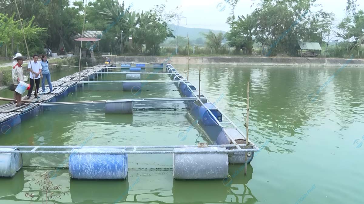 Nước thải nuôi trồng thủy sản: Quy chuẩn, hệ số Kq và Kf Nuôi trồng thủy sản thâm canh